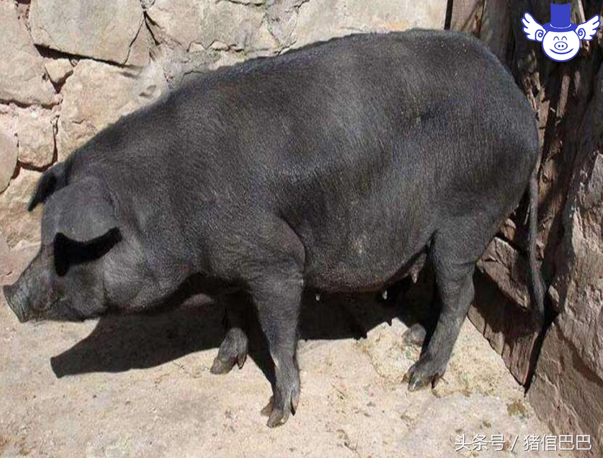 要想母猪多产仔用什么方法,想要母猪奶水多用啥办法