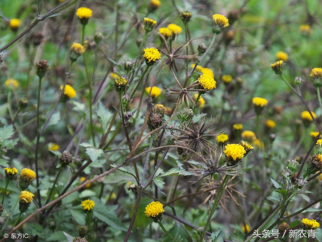 农村地里野草降血压的有哪些,农村不敢碰的植物