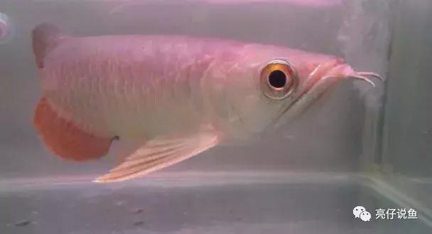 2008年龙鱼价格,年龙鱼