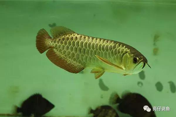 龙鱼品种价格排行,龙鱼图片品种介绍视频播放