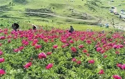 临夏万人游玩活动,济南万人游临夏