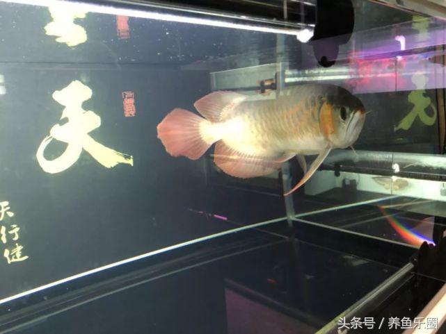 红龙该怎么选,红龙最高适应多少度