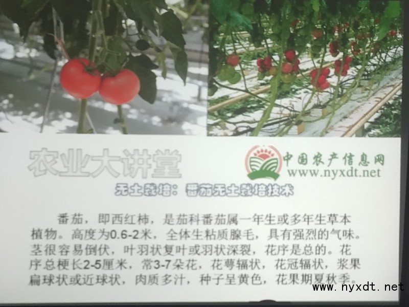 番茄无土栽培自动滴灌装置,番茄无土栽培图片视频教程