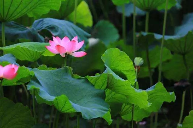 小暑｜竹喧先觉雨，山暗已闻雷，入伏倒计时啦！