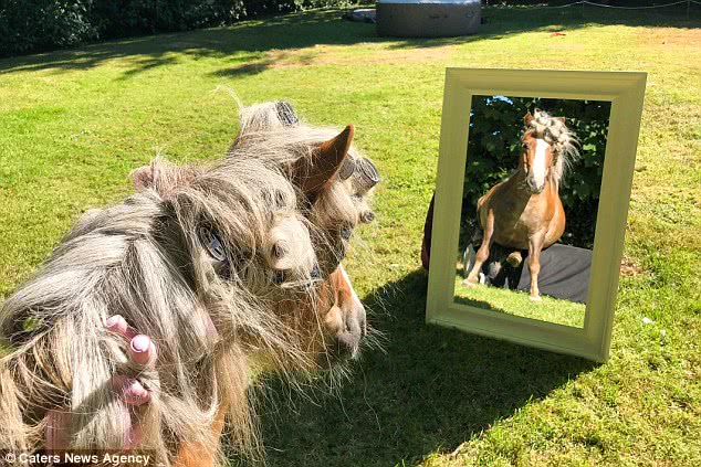 英国美女自家花园给马做spa，浴缸洗浴、热石按摩全都有