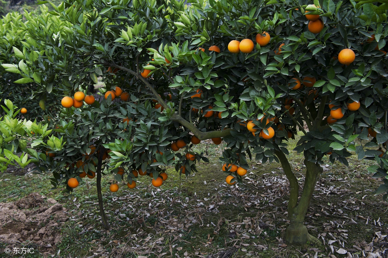 不会做农资的请注意,这位经销商的成功你可以复制