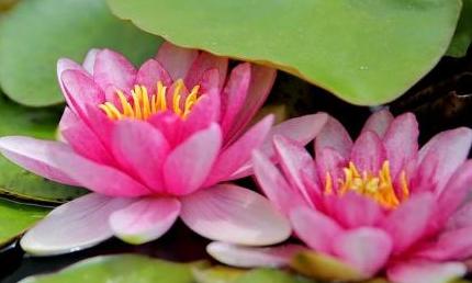 睡莲花品种及图片,睡莲开花非常漂亮而且很好养