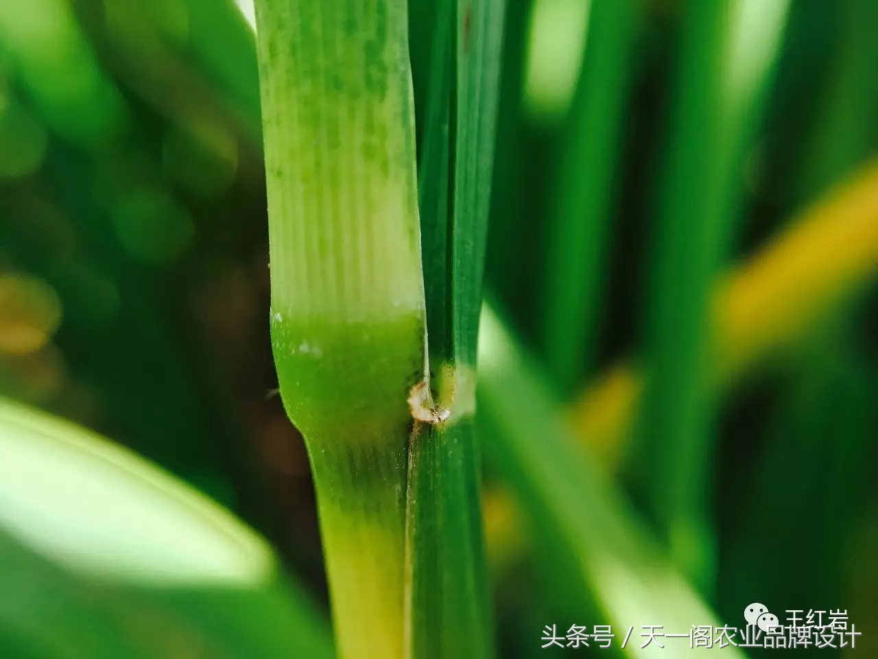 五常稻花香怎么辨别真假,五常稻花香2号怎么辨别真假