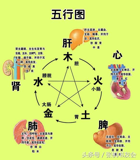 中医养生知识五脏,中医五行与五脏的关系徐文兵
