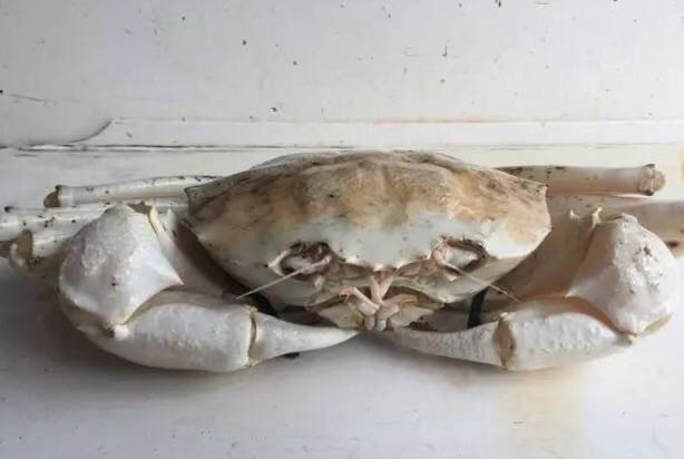 螃蟹的世界旅行,螃蟹的世界深度解析