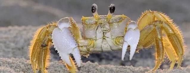 螃蟹的世界旅行,螃蟹的世界深度解析