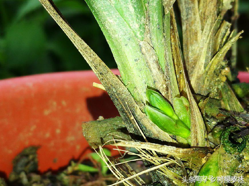 1月蕙兰已出花苞室外如何养护,带花苞的蕙兰需要太阳吗