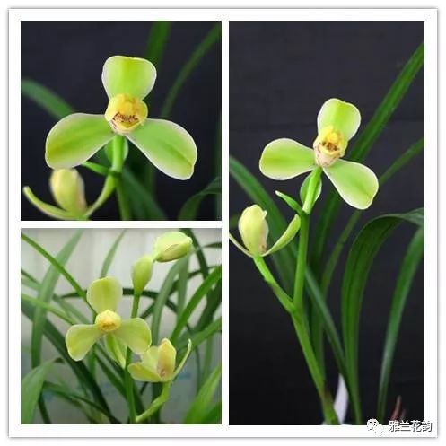 兰花鉴赏全部,兰花建兰八大名品介绍