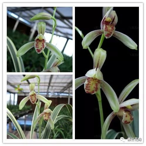 兰花鉴赏全部,兰花建兰八大名品介绍