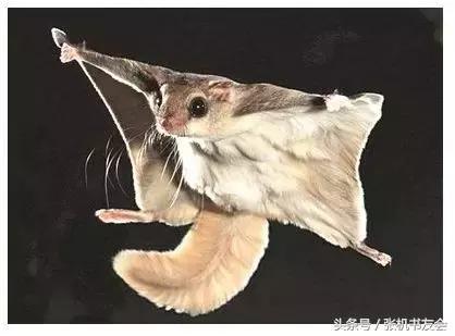 中药药材浪漫的名字,蕴含极致浪漫的中药名字