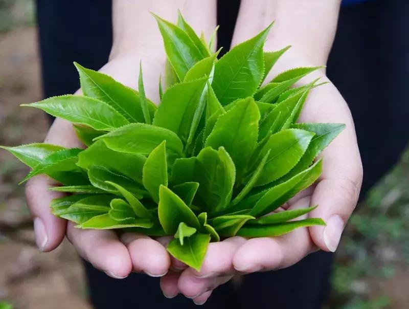 一个由“卖假药”引发的生命思考