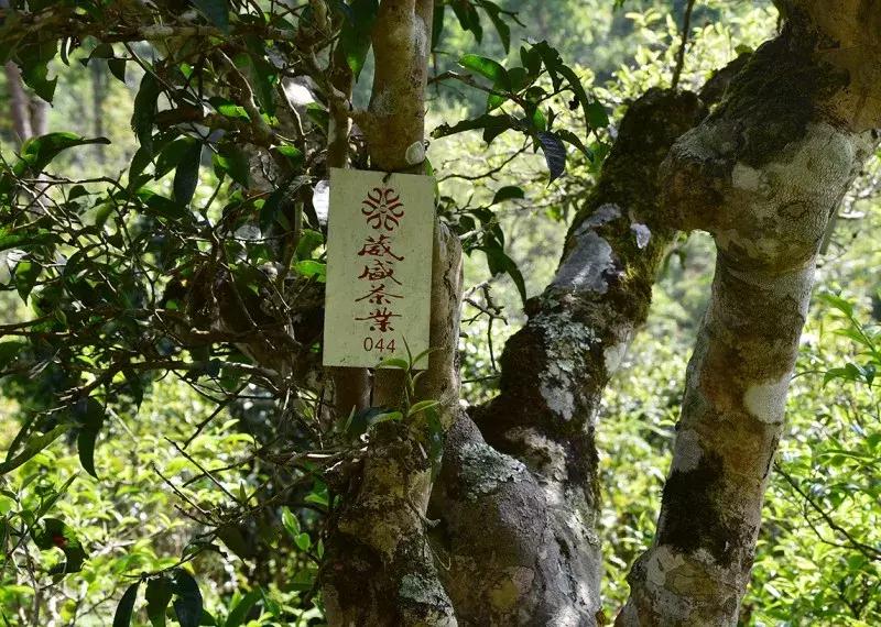 一个由“卖假药”引发的生命思考