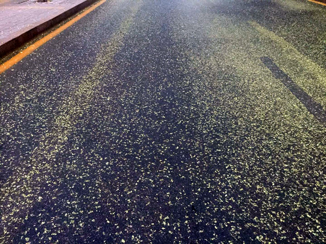 济南现在最“香”的一条街,在东部老城区,花香满地