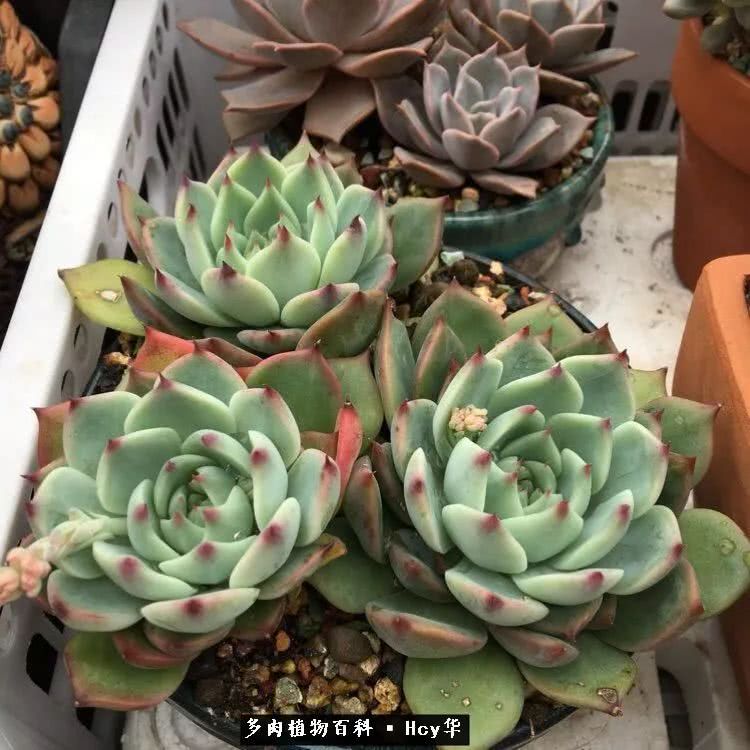 吉娃娃多肉高清图片,吉娃娃图片多肉