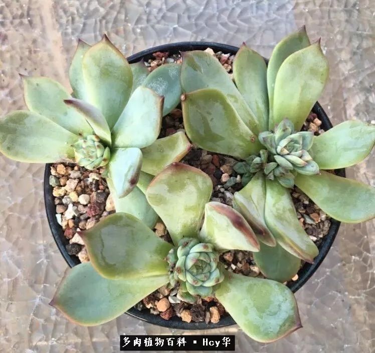 吉娃娃多肉高清图片,吉娃娃图片多肉