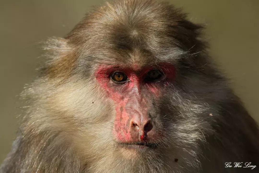 面对尸体，在野外这些野生动物会有什么反应