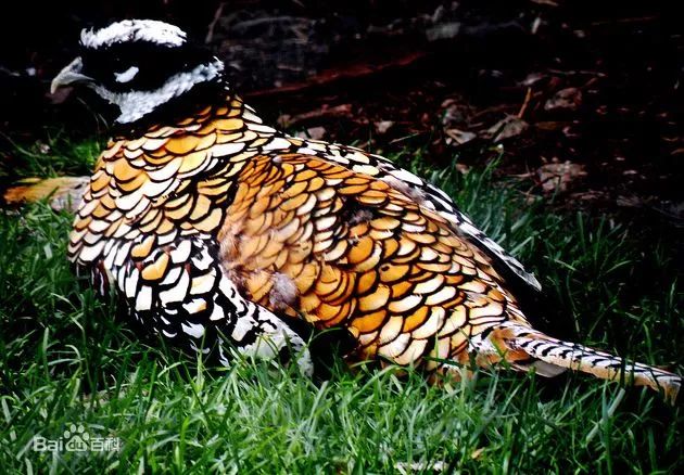 吃了4只鸡被判5年起因,男子吃四只鸡被判了五年