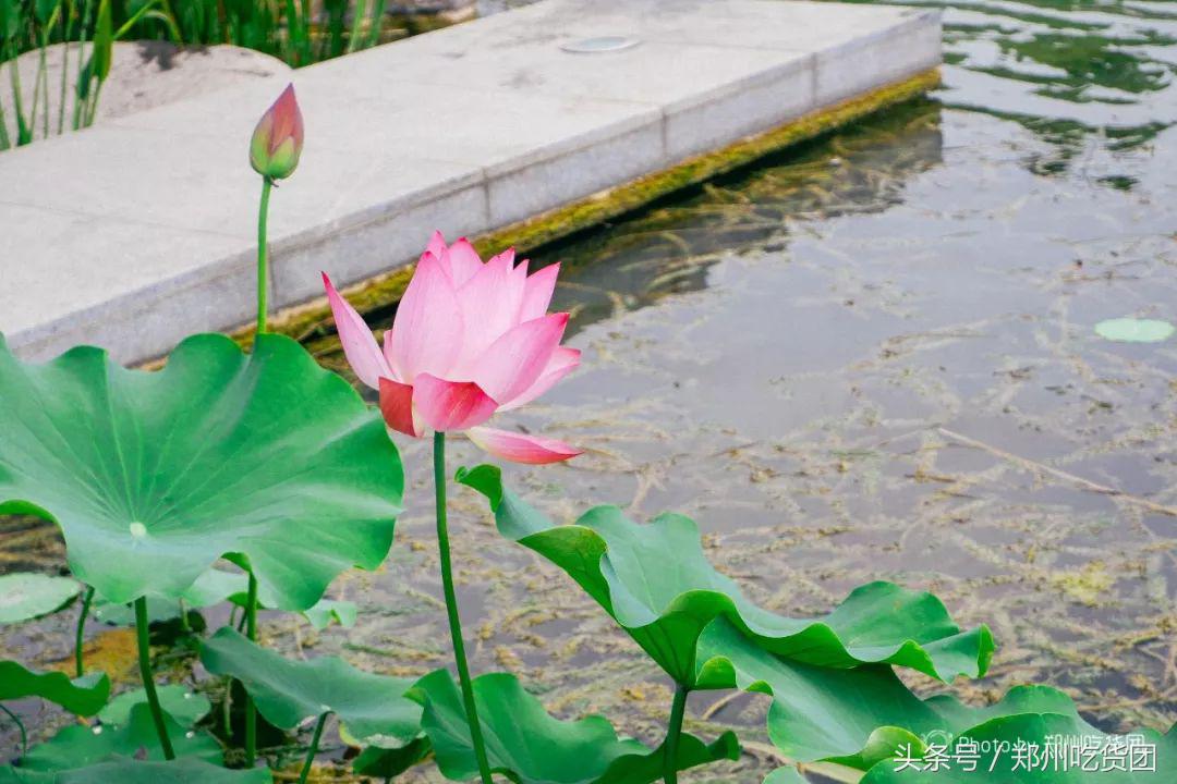 四年胖二十斤,四年胖20斤