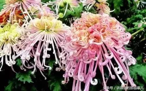 美极了樱花盛开图片,中国各市的市花大全