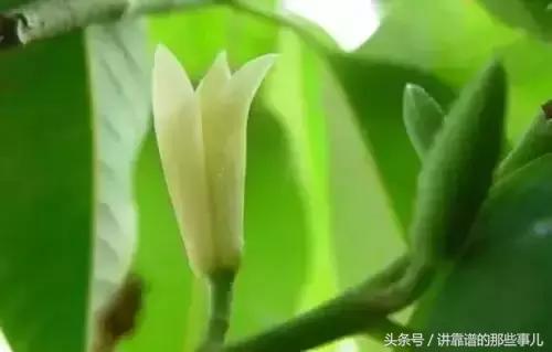 美极了樱花盛开图片,中国各市的市花大全