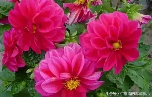 美极了樱花盛开图片,中国各市的市花大全