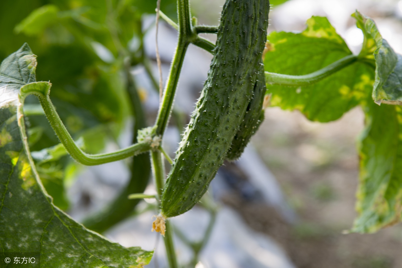 黄瓜叶的药用,黄瓜根的药用价值及功效