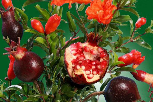 石榴树的管理和种植,石榴种植技术和管理方法