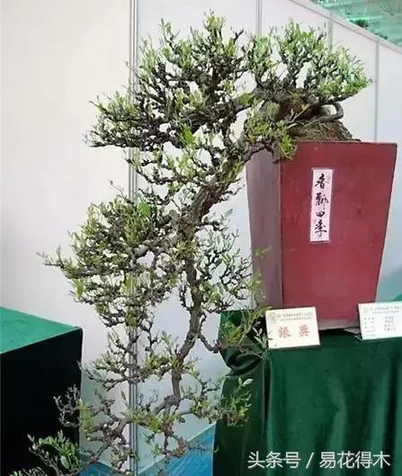 两面针精品盆景欣赏,最美两面针盆景