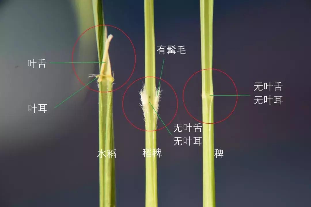 怎样辨别小麦田禾本科杂草,水稻杂草幼苗怎么鉴别