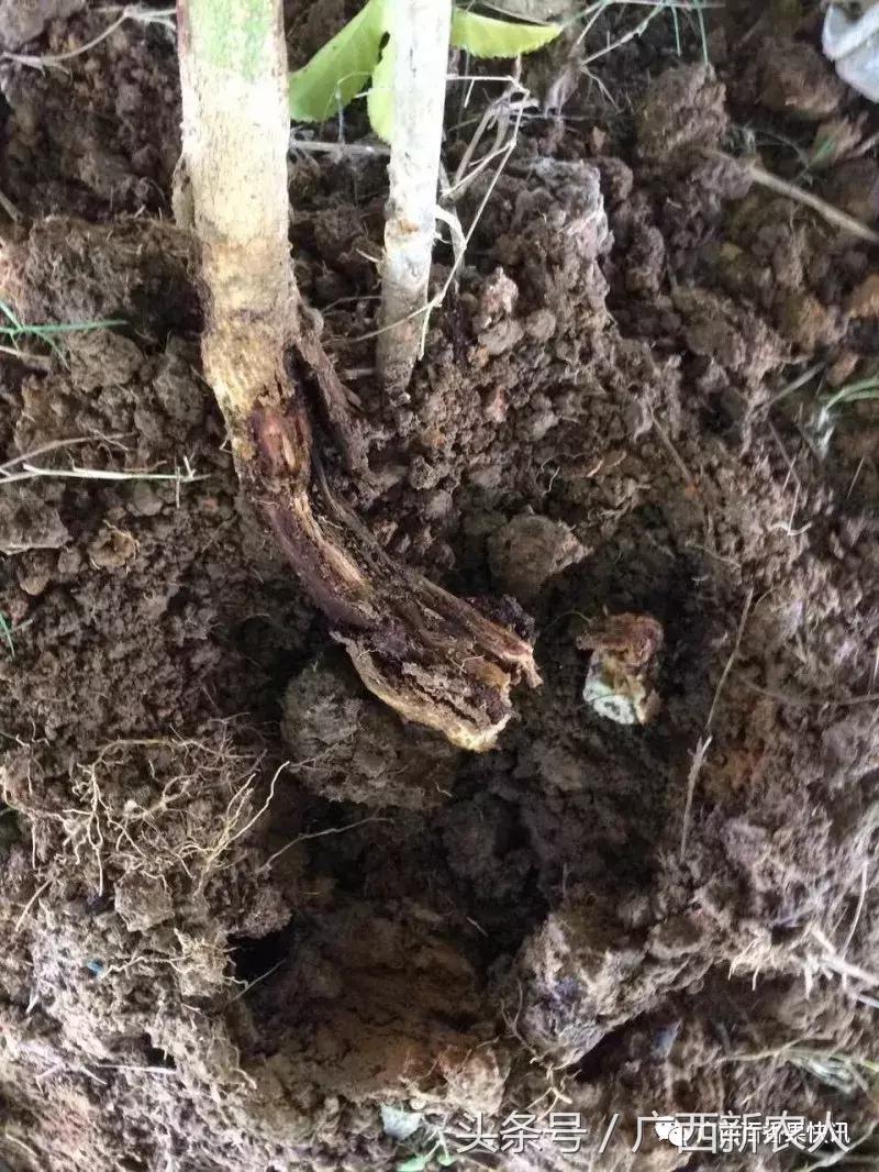 台风对百香果的影响,福建台风百香果