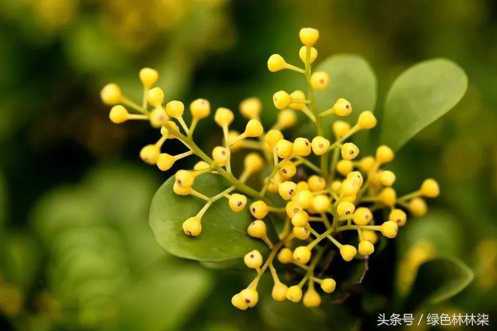 米兰花适合在卧室养吗,米兰花冬季室内怎么养护