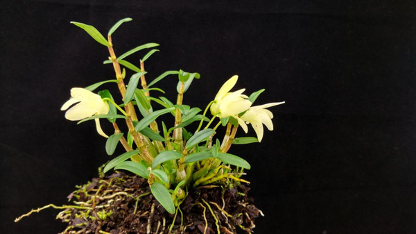 铁皮石斛盆栽的正确种植方法,铁皮石斛的种植方法和养护技术