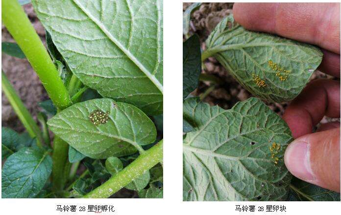 马铃薯害虫瓢虫,瓢虫里的害虫吃什么食物