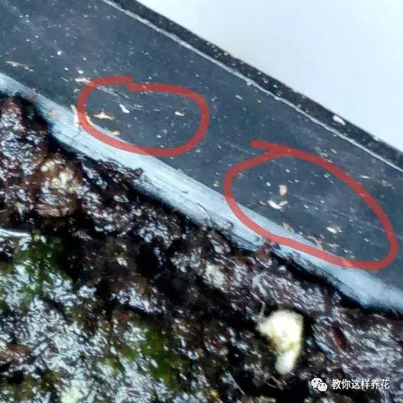 如何对付养花中的小黑飞,花盆的小黑飞可用酒精喷吗