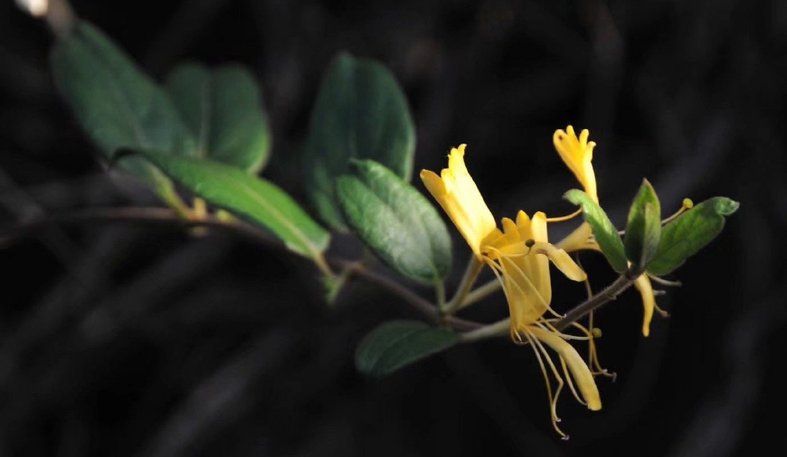 金银花一蒂二花,状如雄雌相伴,又似鸳鸯对舞,故有鸳鸯藤之称