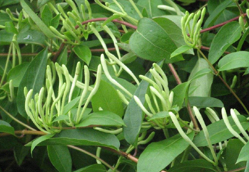 金银花一蒂二花,状如雄雌相伴,又似鸳鸯对舞,故有鸳鸯藤之称