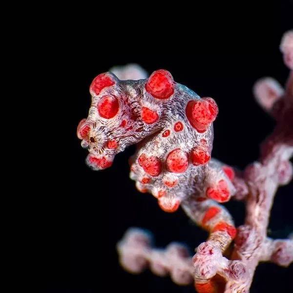 海马有多少种,海马哪种种类比较好