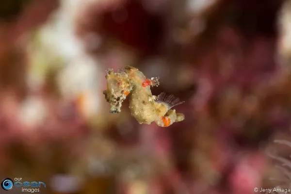 海马有多少种,海马哪种种类比较好