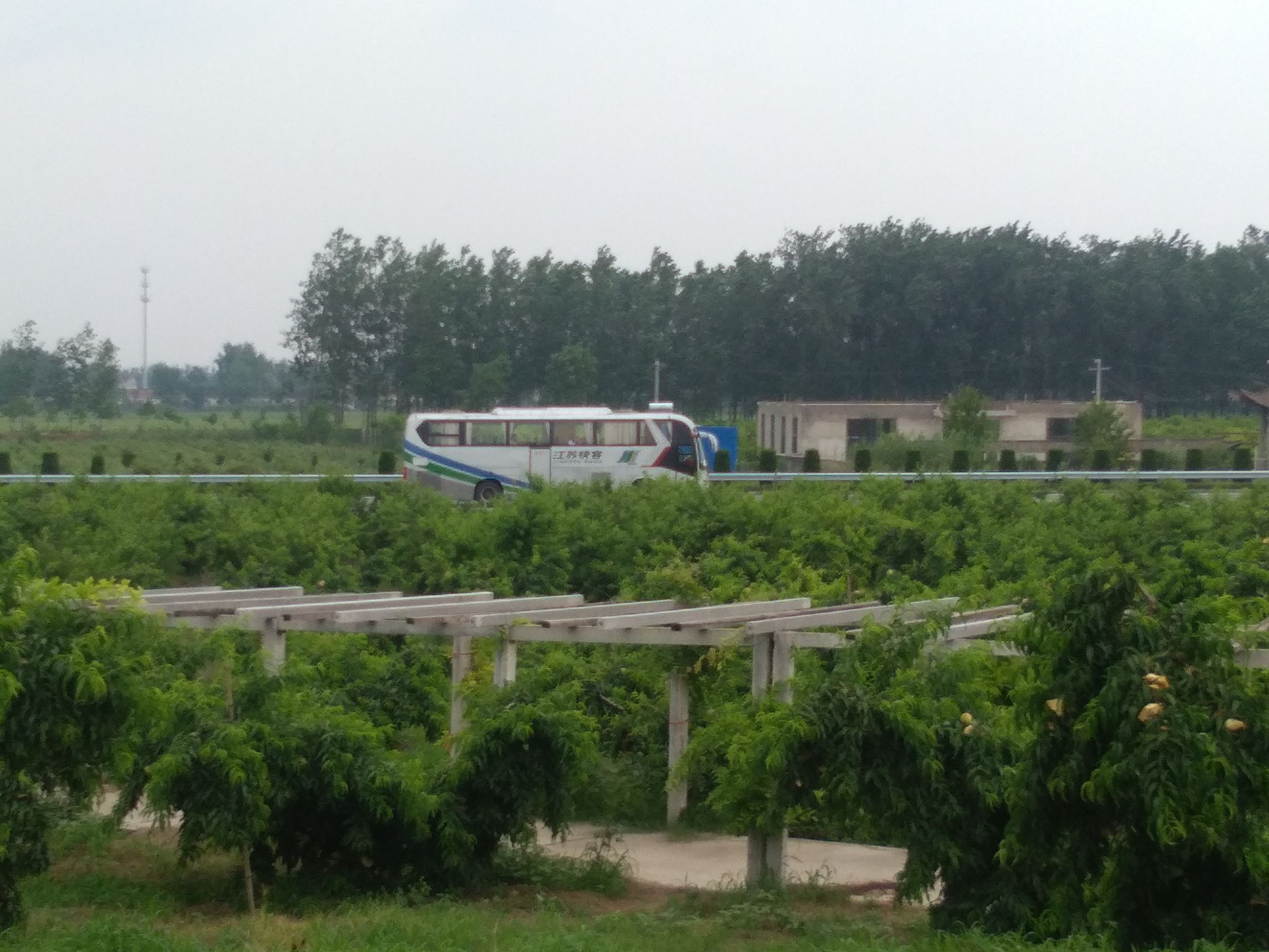 千鸟园宿迁美食,千鸟园桃缘