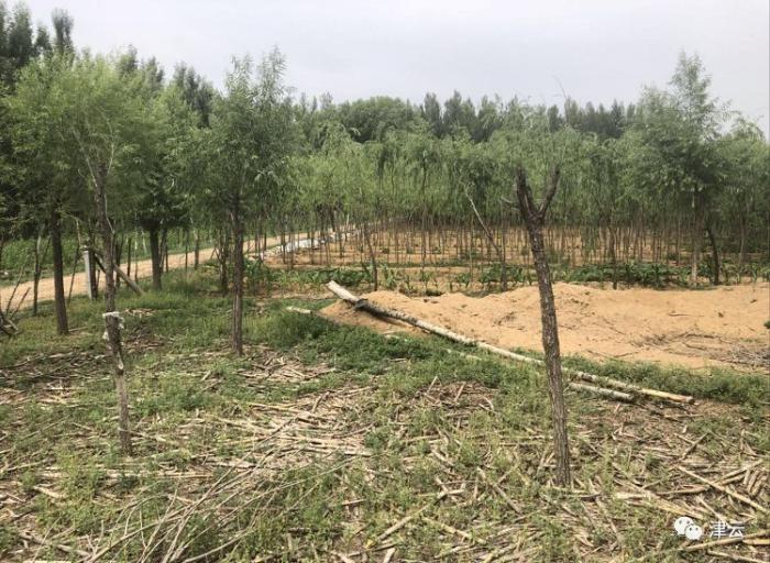 津云调查最新一期视频,津云调查