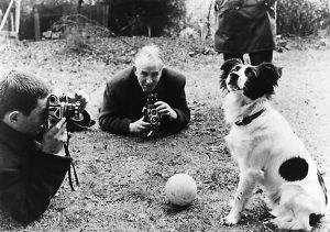 三狮军团和三喵军团的区别,三狮和三猫谁厉害