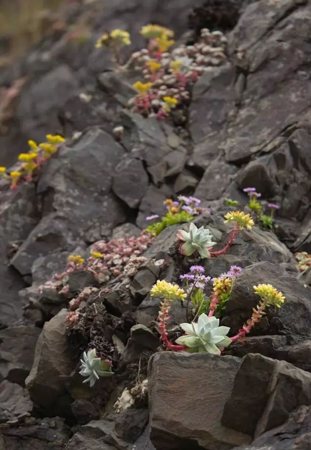 偷了价值10万的多肉,偷多肉可耻吗