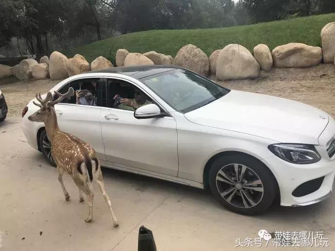 长隆野生动物园一日游简单攻略,长隆野生动物园两天一晚游玩攻略