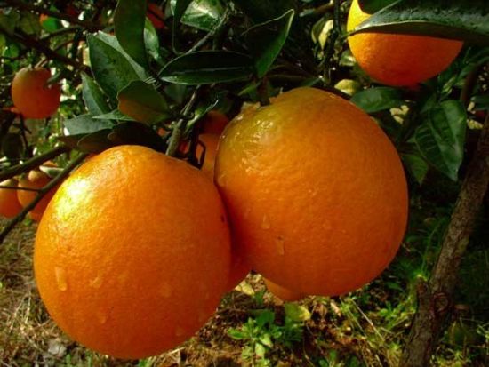 赣南脐橙全世界闻名,脐橙世界之最