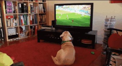 买球多少金额违法,婚内买彩票输了算共同债务吗